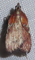 Galasa nigrinodis