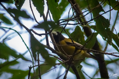 Coccothraustes abeillei