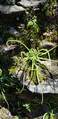 Pinguicula heterophylla