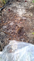 Cotton Deermouse photo 2