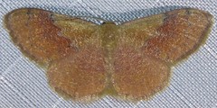 Leptostales rubromarginaria