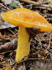 Fungi