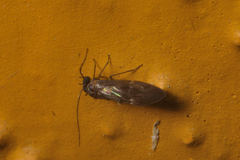 Cerastipsocus venosus