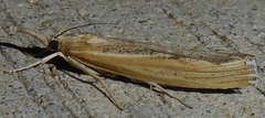 Pediasia dorsipunctellus