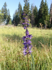 Delphinium crassifolium