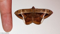 Hemeroblemma mexicana