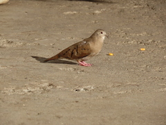 Columbina talpacoti caucae