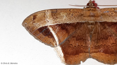 Hemeroblemma mexicana