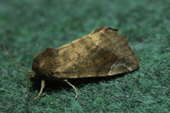 Cosmia affinis