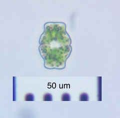Euastrum luetkemuelleri