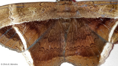 Hemeroblemma mexicana