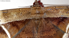 Hemeroblemma mexicana