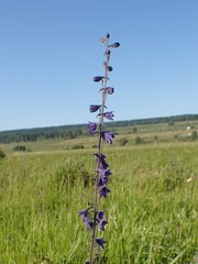 Delphinium crassifolium