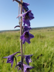 Delphinium crassifolium
