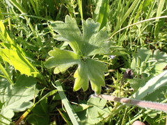 Delphinium crassifolium