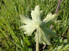 Delphinium crassifolium
