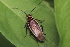 Pseudomops interceptus