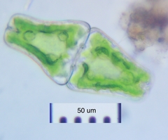 Euastrum ansatum