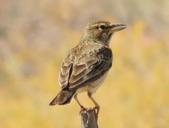 Galerida magnirostris magnirostris