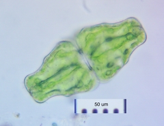 Euastrum ansatum