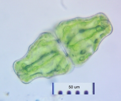 Euastrum ansatum
