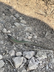 Podarcis pityusensis