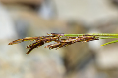 Carex brachyanthera