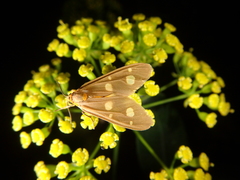 Dysauxes famula