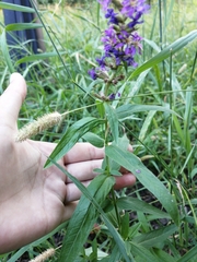 Lythrum salicaria