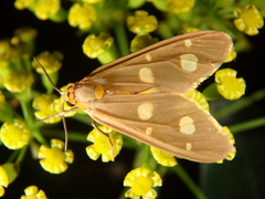 Dysauxes famula