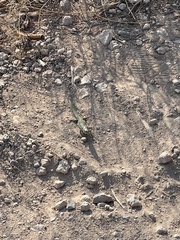 Podarcis pityusensis