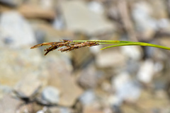 Carex brachyanthera