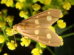 Dysauxes famula