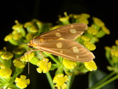 Dysauxes famula