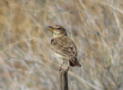 Galerida magnirostris magnirostris