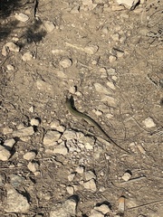 Podarcis pityusensis