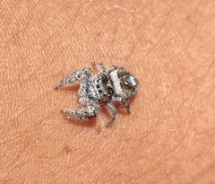Phidippus putnami