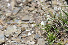 Carex brachyanthera