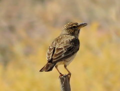 Galerida magnirostris magnirostris