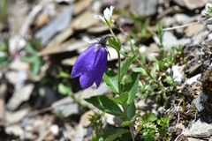 Adenophora morrisonensis