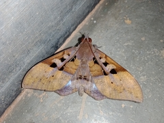 Ischyja marapok