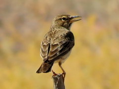 Galerida magnirostris magnirostris