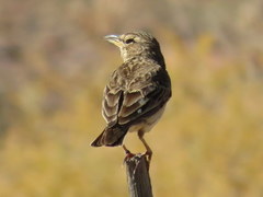 Galerida magnirostris magnirostris