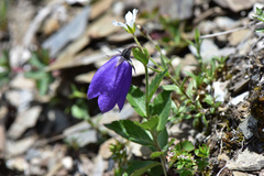 Adenophora morrisonensis