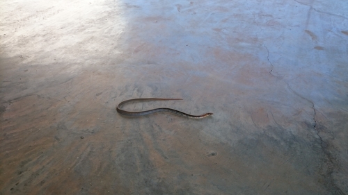 Coelognathus radiatus