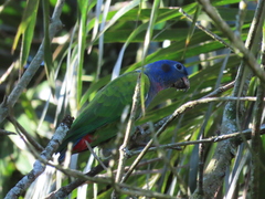 Pionus menstruus rubrigularis