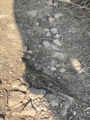 Podarcis pityusensis