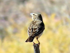 Galerida magnirostris magnirostris