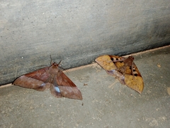 Ischyja marapok