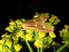 Dysauxes famula